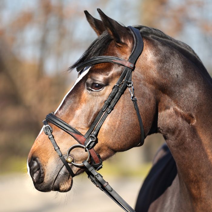 Ogłowie EveryDay Kavalkade z nachrapnikiem angielskim - Cavalo